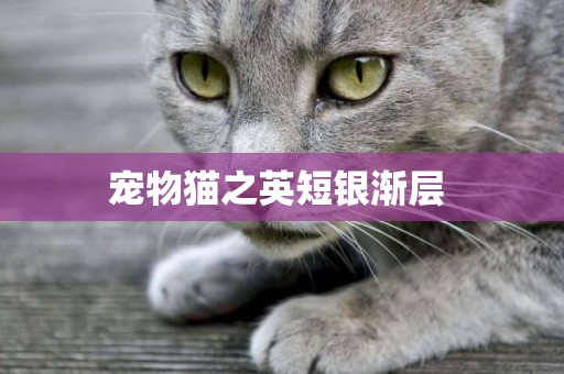 寵物貓之英短銀漸層 