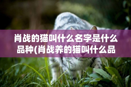 肖戰的貓叫什么名字是什么品種(肖戰養的貓叫什么品種) 