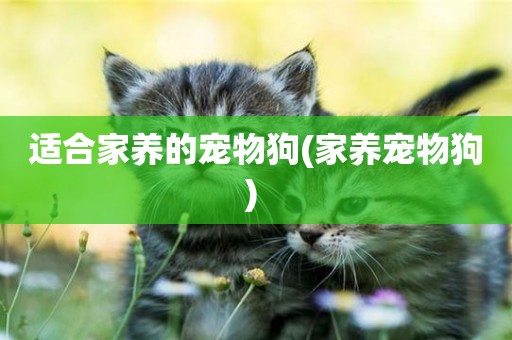 適合家養的寵物狗(家養寵物狗) 