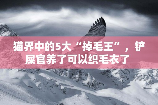 貓界中的5大“掉毛王”，鏟屎官養了可以織毛衣了 