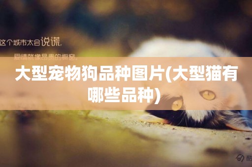 大型寵物狗品種圖片(大型貓有哪些品種) 