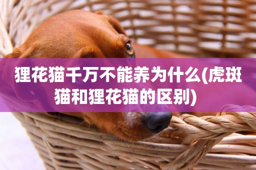 貍花貓千萬不能養為什么(虎斑貓和貍花貓的區別) 