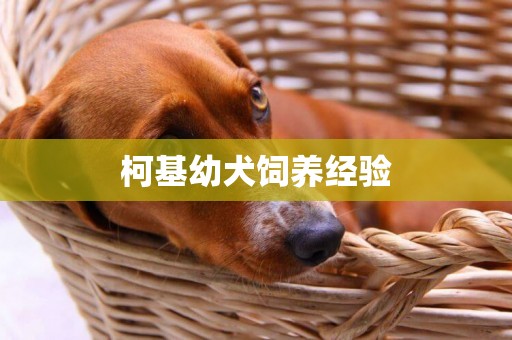 柯基幼犬飼養經驗