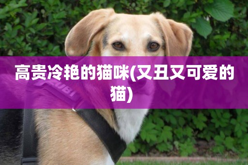 高貴冷艷的貓咪(又丑又可愛的貓) 
