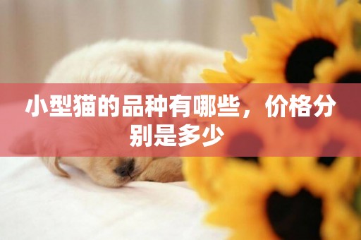 小型貓的品種有哪些，價格分別是多少 