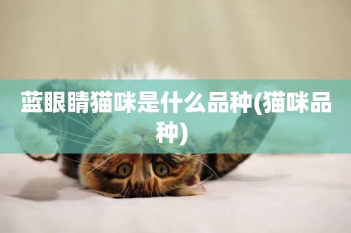 藍眼睛貓咪是什么品種(貓咪品種) 