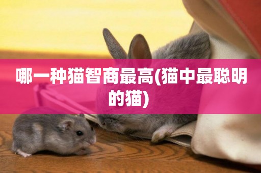 哪一種貓智商最高(貓中最聰明的貓) 