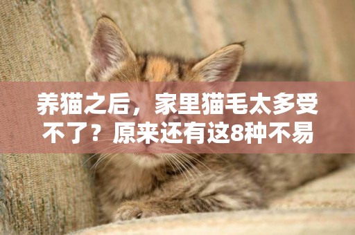 養貓之后，家里貓毛太多受不了？原來還有這8種不易掉毛的貓 
