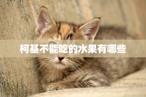 柯基不能吃的水果有哪些