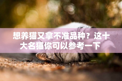 想養貓又拿不準品種？這十大名貓你可以參考一下 