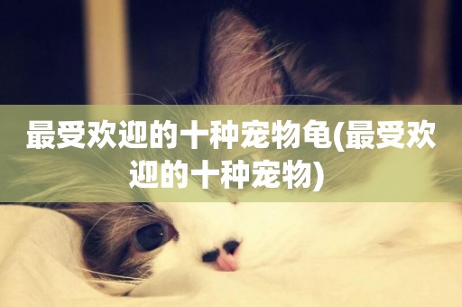 最受歡迎的十種寵物龜(最受歡迎的十種寵物) 