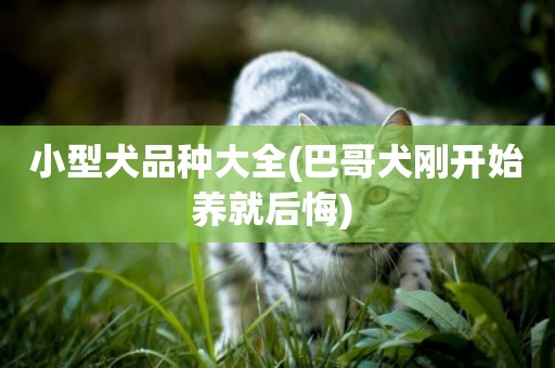 小型犬品種大全(巴哥犬剛開始養就后悔) 