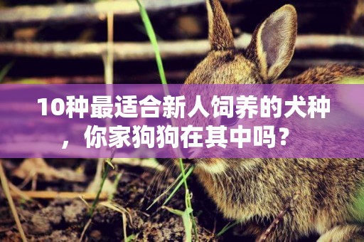 10種最適合新人飼養的犬種，你家狗狗在其中嗎？ 