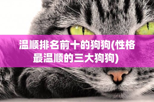溫順排名前十的狗狗(性格最溫順的三大狗狗) 