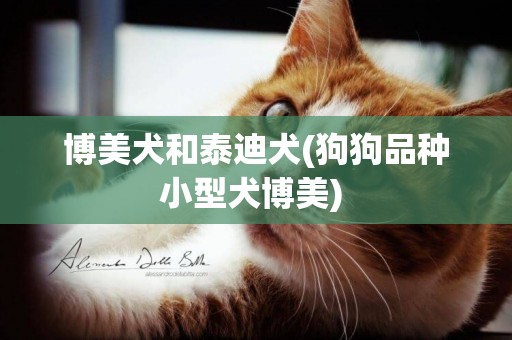 博美犬和泰迪犬(狗狗品種小型犬博美) 