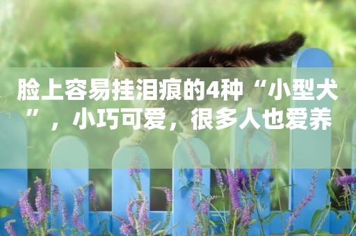 臉上容易掛淚痕的4種“小型犬”，小巧可愛，很多人也愛養 