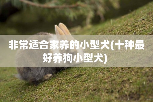 非常適合家養的小型犬(十種最好養狗小型犬) 