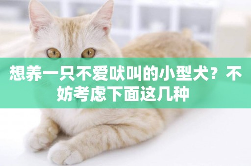 想養一只不愛吠叫的小型犬？不妨考慮下面這幾種 