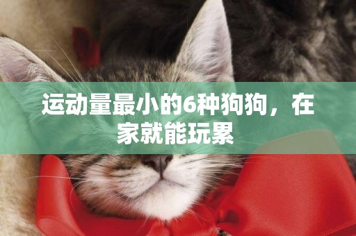 運動量最小的6種狗狗，在家就能玩累 