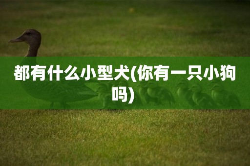 都有什么小型犬(你有一只小狗嗎) 
