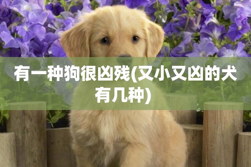 有一種狗很兇殘(又小又兇的犬有幾種) 