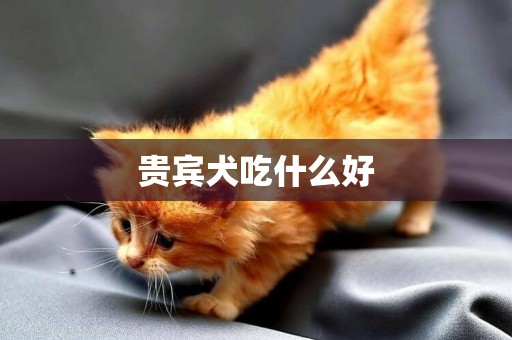 貴賓犬吃什么好