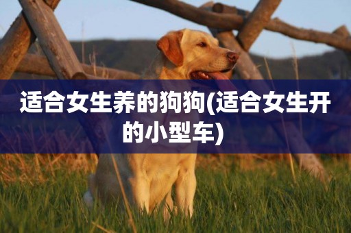 適合女生養的狗狗(適合女生開的小型車) 
