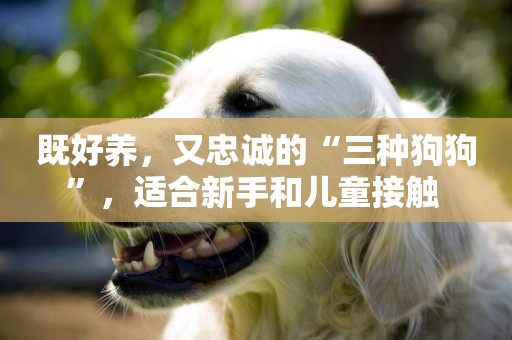 既好養，又忠誠的“三種狗狗”，適合新手和兒童接觸 