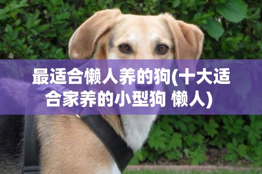 最適合懶人養的狗(十大適合家養的小型狗 懶人) 