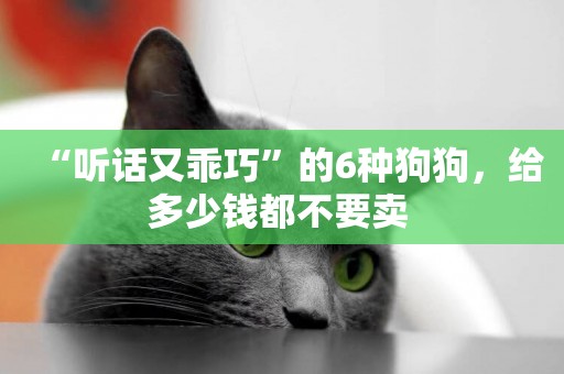 “聽話又乖巧”的6種狗狗，給多少錢都不要賣 
