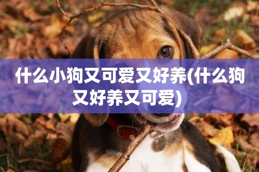 什么小狗又可愛又好養(什么狗又好養又可愛) 