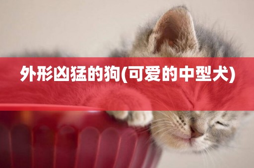 外形兇猛的狗(可愛的中型犬) 