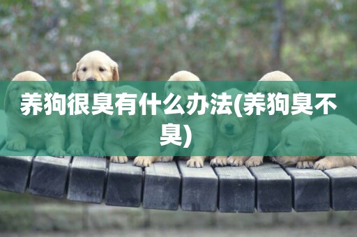 養狗很臭有什么辦法(養狗臭不臭) 