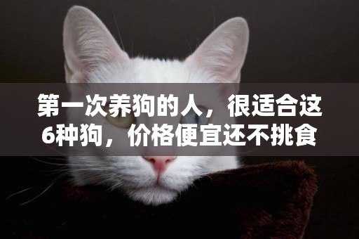 第一次養狗的人，很適合這6種狗，價格便宜還不挑食 