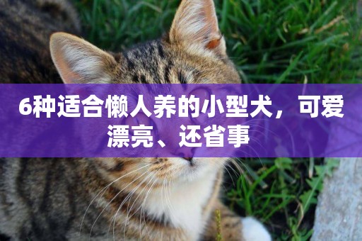 6種適合懶人養的小型犬，可愛漂亮、還省事 