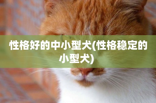 性格好的中小型犬(性格穩定的小型犬) 