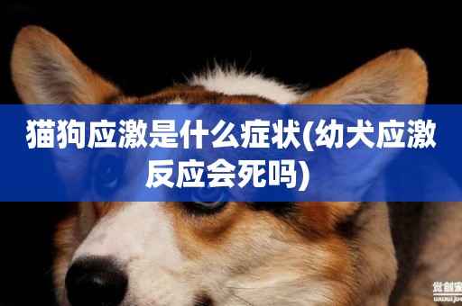 貓狗應激是什么癥狀(幼犬應激反應會死嗎) 