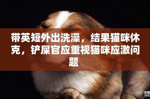 帶英短外出洗澡，結果貓咪休克，鏟屎官應重視貓咪應激問題 