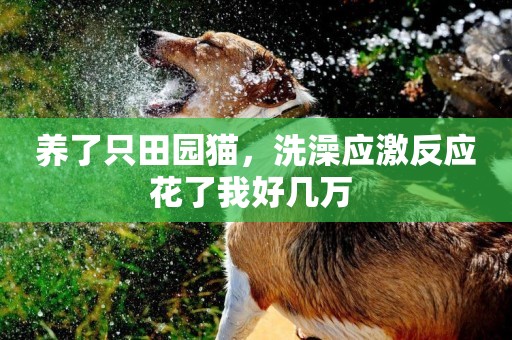 養了只田園貓，洗澡應激反應花了我好幾萬 