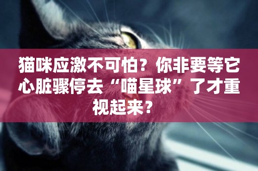 貓咪應激不可怕？你非要等它心臟驟停去“喵星球”了才重視起來？ 