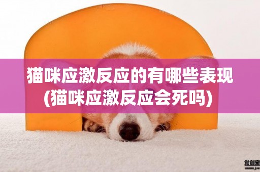 貓咪應激反應的有哪些表現(貓咪應激反應會死嗎) 