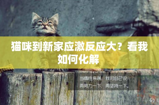貓咪到新家應激反應大？看我如何化解 