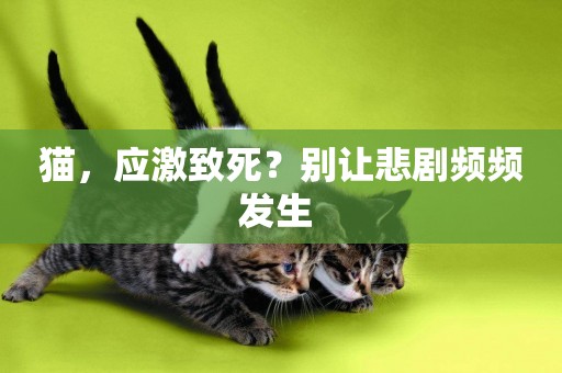 貓，應激致死？別讓悲劇頻頻發生 