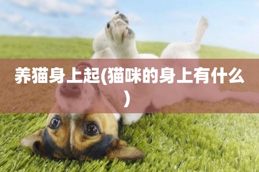 養貓身上起(貓咪的身上有什么) 