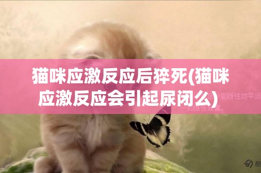 貓咪應激反應后猝死(貓咪應激反應會引起尿閉么) 