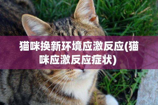 貓咪換新環境應激反應(貓咪應激反應癥狀) 