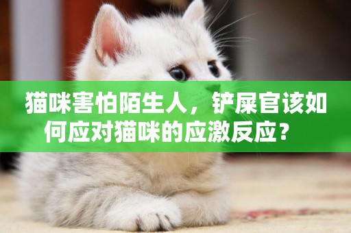 貓咪害怕陌生人，鏟屎官該如何應對貓咪的應激反應？ 