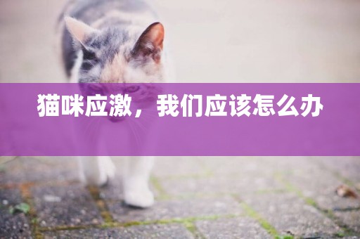 貓咪應激，我們應該怎么辦 