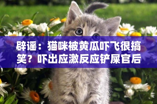 辟謠：貓咪被黃瓜嚇飛很搞笑？嚇出應激反應鏟屎官后悔就來不及了 
