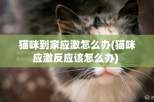 貓咪到家應激怎么辦(貓咪應激反應該怎么辦) 